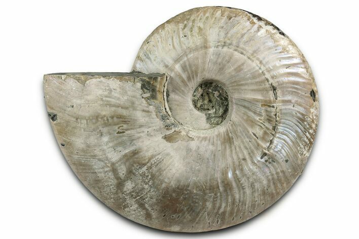 Silver Iridescent Ammonite (Cleoniceras) Fossil - Madagascar #344165